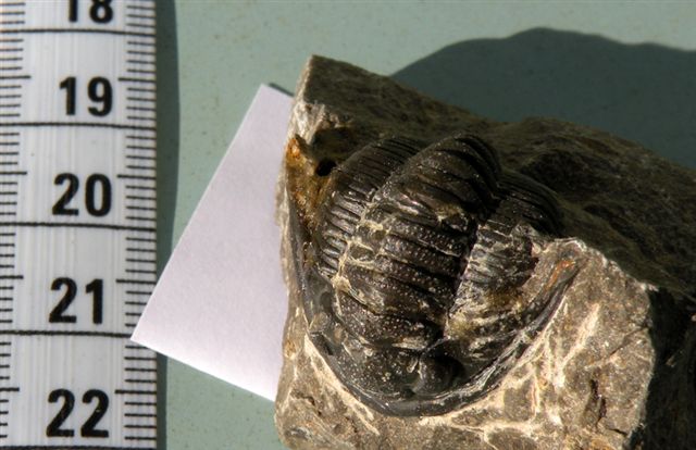 Trilobiti verosimilmente marocchine - seconda serie